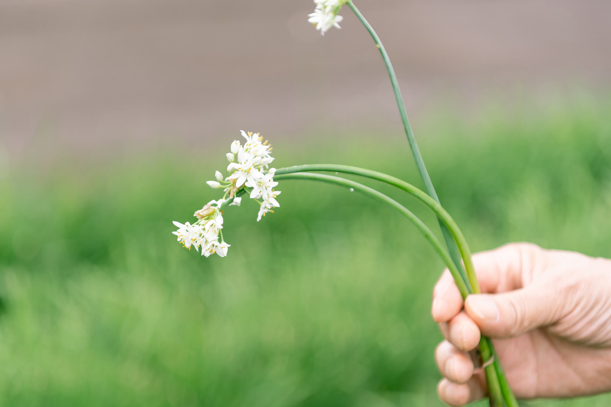 花にらの写真